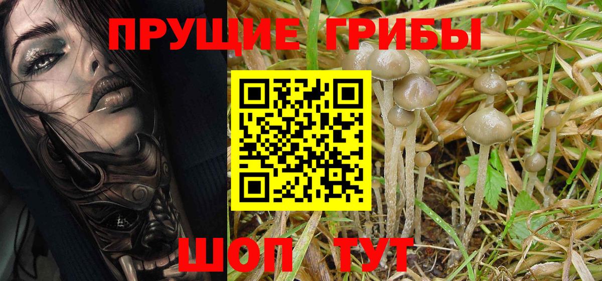 Псилоцибиновые грибы Psilocybine cubensis Нижний Тагил